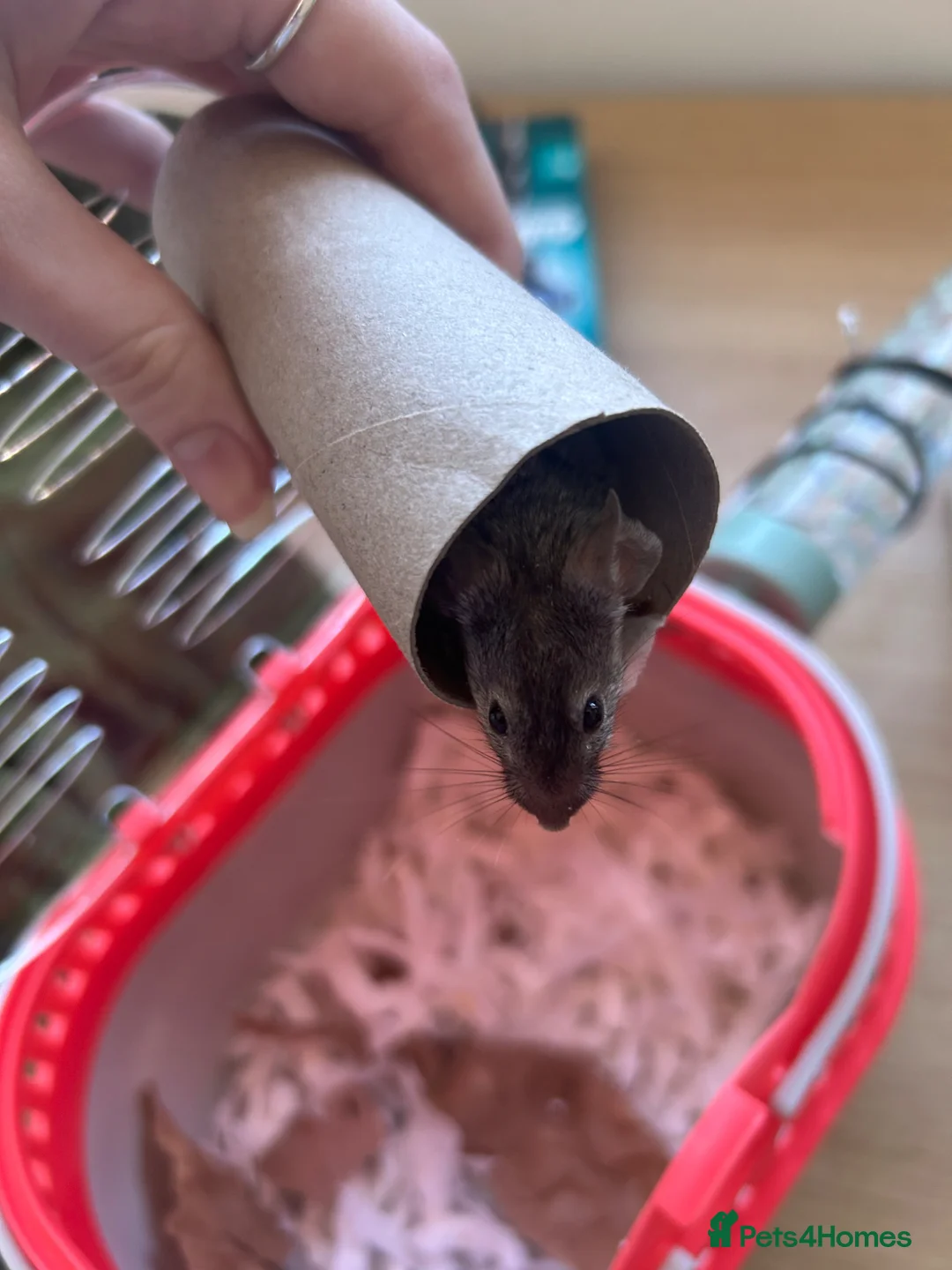 Mouse rodents for sale: Female fancy mouse for re homing  in Lincoln - Advert 2