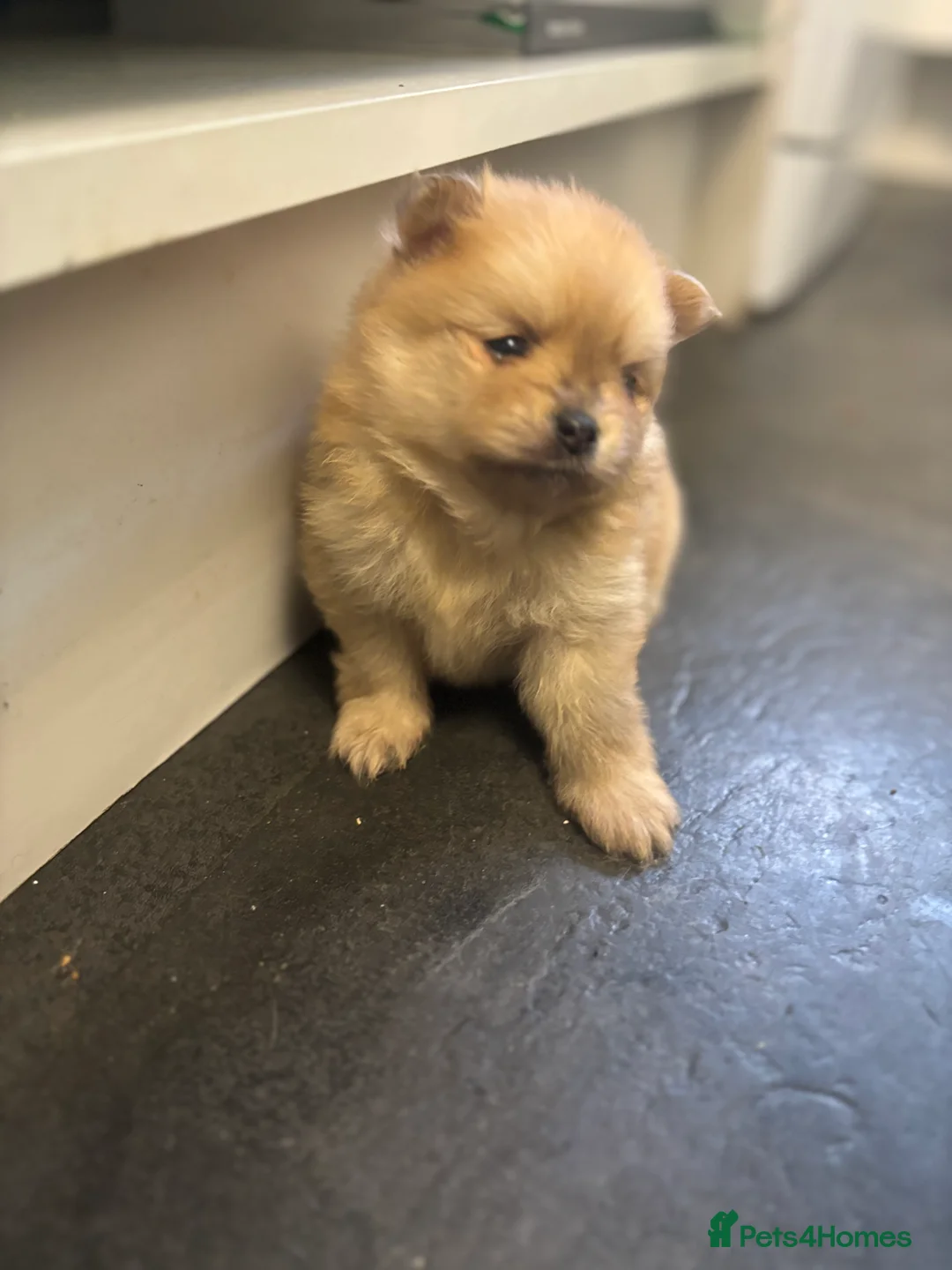 Pomeranian dogs for stud: Stunning Champion Russian Pomeranian–Black&Silver - Advert 24