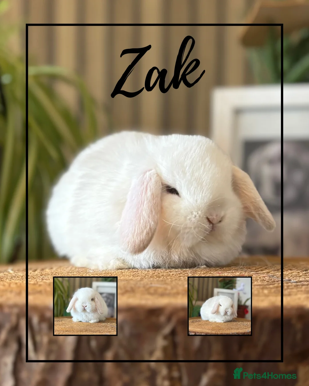 Mini Lop rabbits for sale: 1 blue eye White boy available  - Advert 1