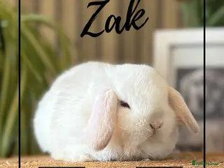 Mini Lop rabbits 2 blue eye White boys available - Advert 16