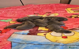 Staffordshire Bull Terrier dogs for sale:  Blue Staffordshire puppies  - Image 2