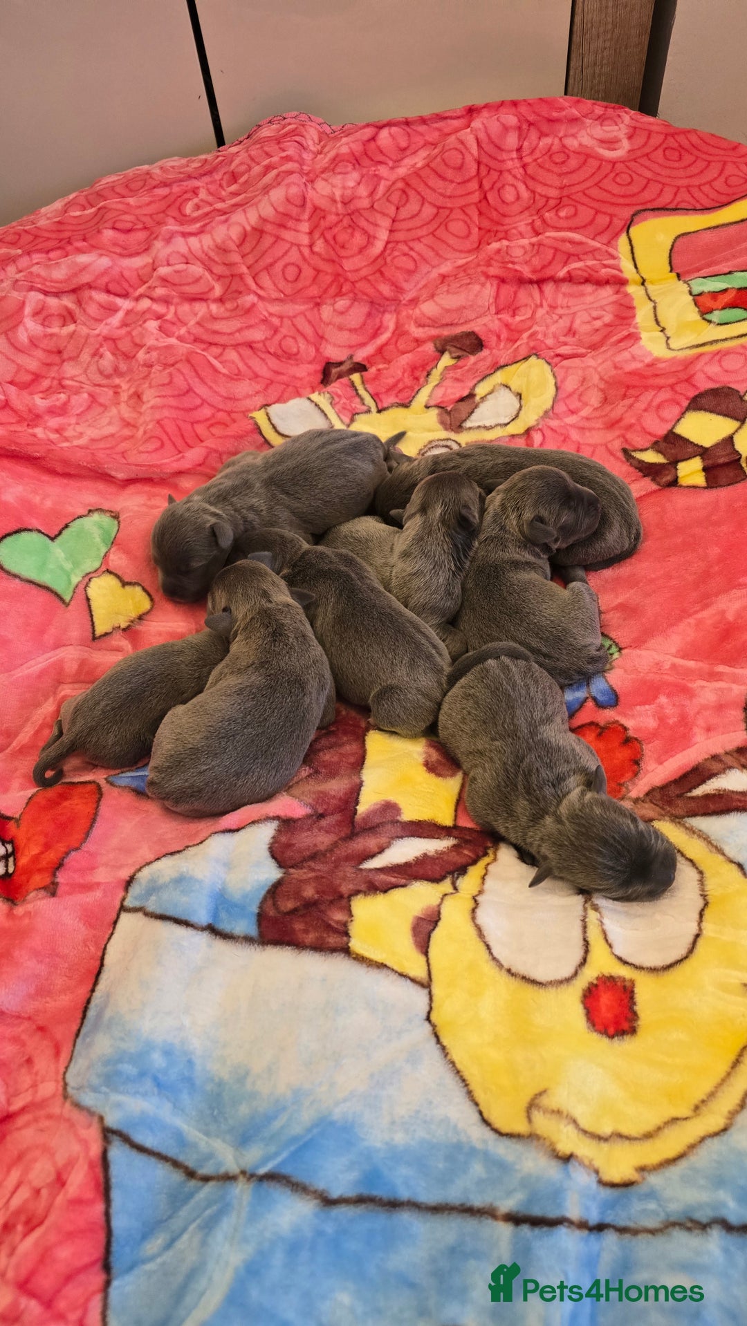 Staffordshire Bull Terrier dogs for sale:  Blue Staffordshire puppies  - Image 2