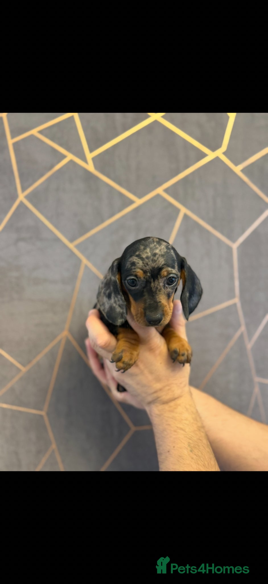 Miniature Dachshund dogs Ministure dachshund  - Advert 11