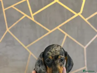 Miniature Dachshund dogs Ministure dachshund - Advert 11