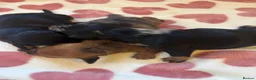 Dachshund dogs for sale: Dachshund puppies - Advert 7