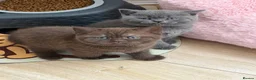 British Shorthair cats for sale: Beautiful British Shorthair - Advert 6