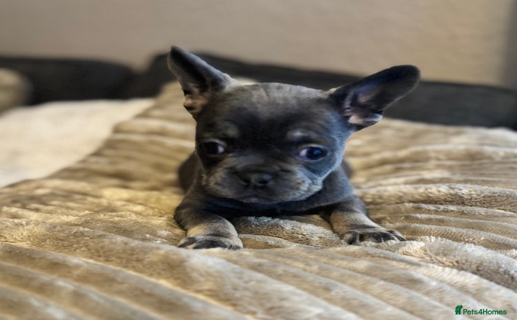 French Bulldog dogs Chunky french bulldog - Advert 16