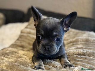 French Bulldog dogs Chunky french bulldog - Advert 15