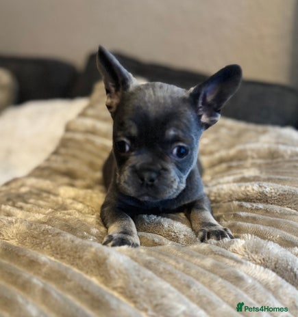 French Bulldog dogs Chunky french bulldog - Advert 16