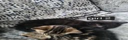 Mixed Breed cats for sale: 3 beautiful kittens looking for there new home - Advert 10