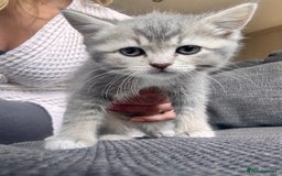 Scottish Fold cats for sale: Stunning Smokey Scottish fold/straight Girl.  - Image 5