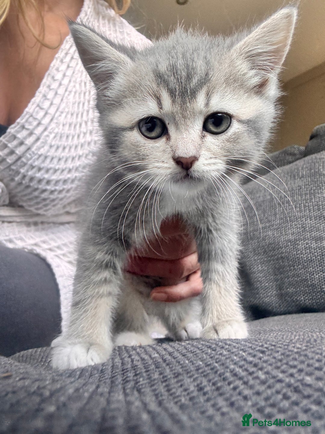 Scottish Fold cats for sale: Stunning Smokey Scottish fold/straight Girl.  - Image 5