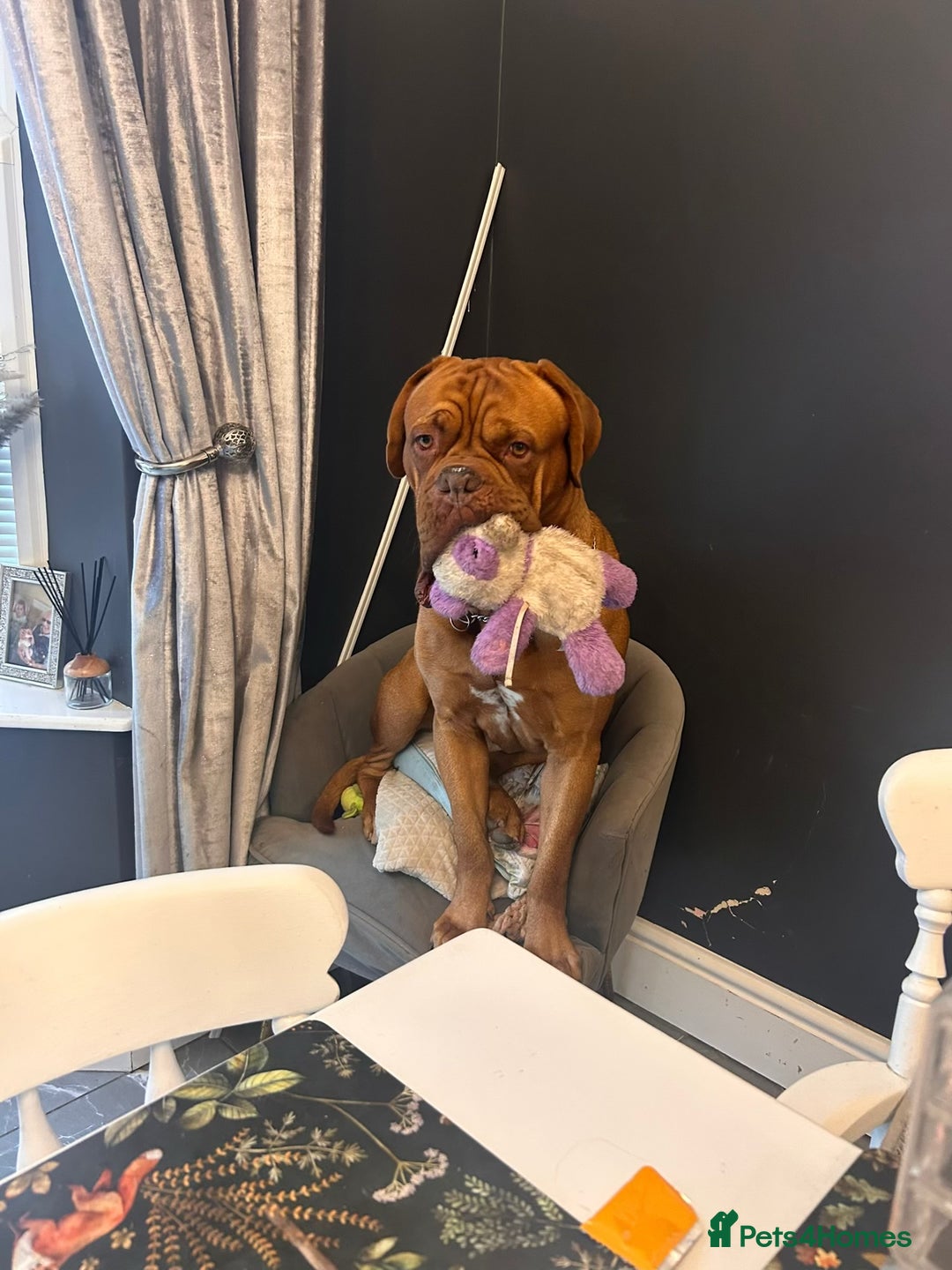 Dogue De Bordeaux dogs for stud: Full pedigree dogue de bourdeaux Stud  Available  - Advert 4