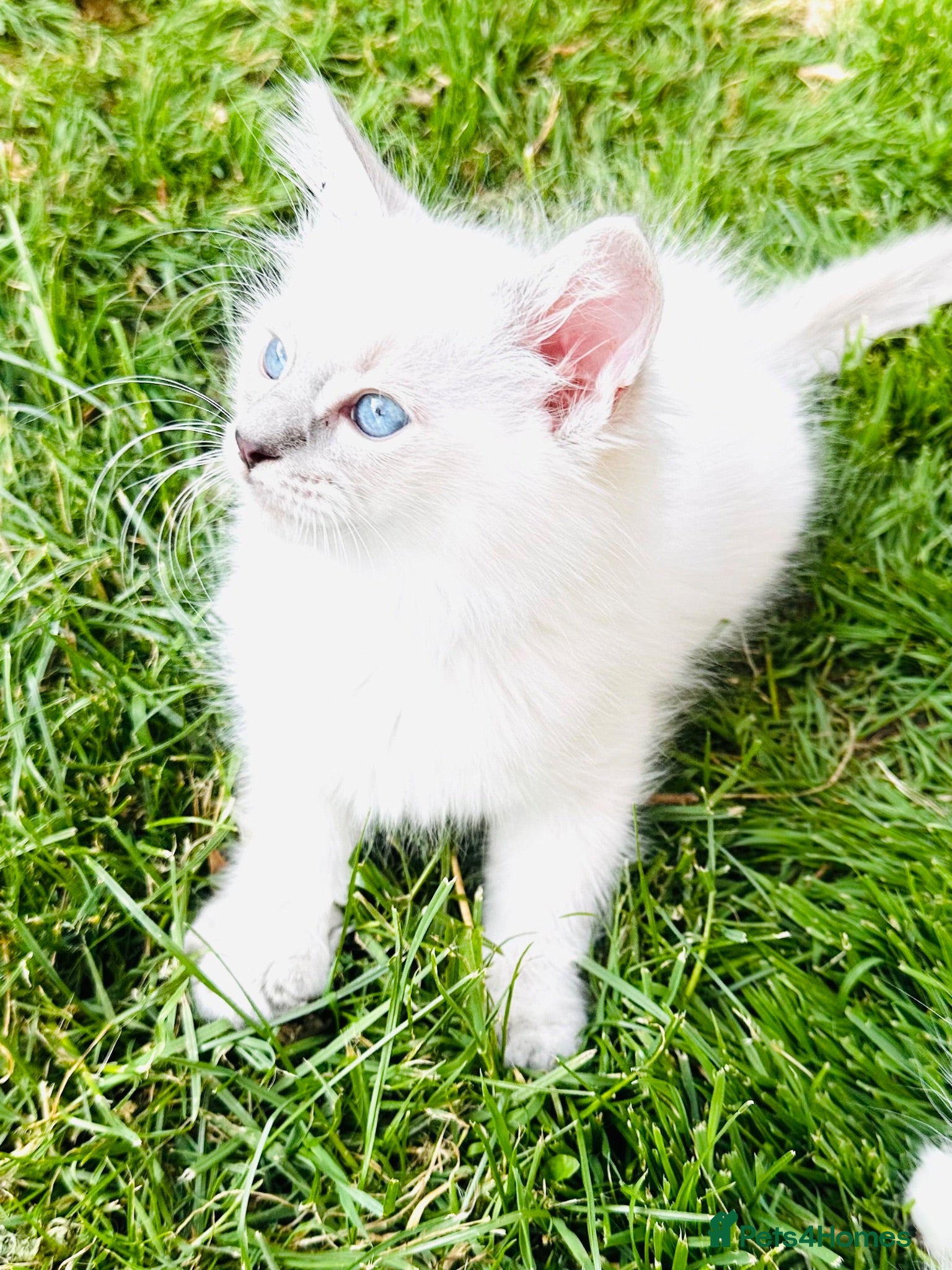 Ragdoll cats GCCF BEAUTIFUL RAGDOLL KITTENS  - Advert 2