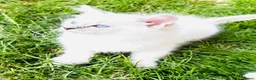 Ragdoll cats for sale: GCCF BEAUTIFUL RAGDOLL KITTENS  - Advert 16