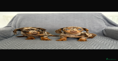 Dachshund dogs - Advert 4