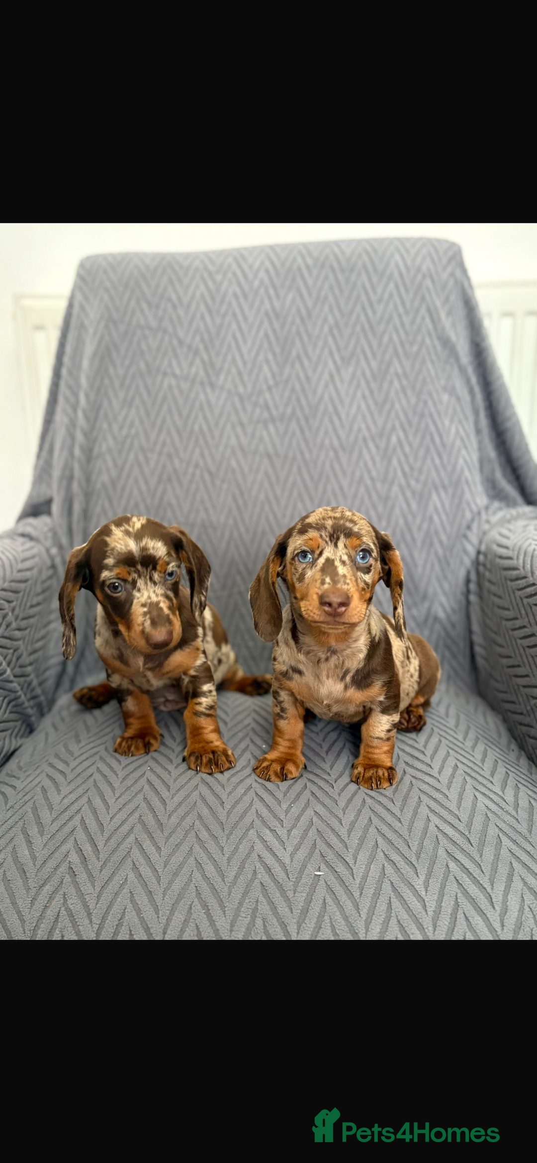 Dachshund dogs for sale: Miniature Dachshund Puppies  - Image 2