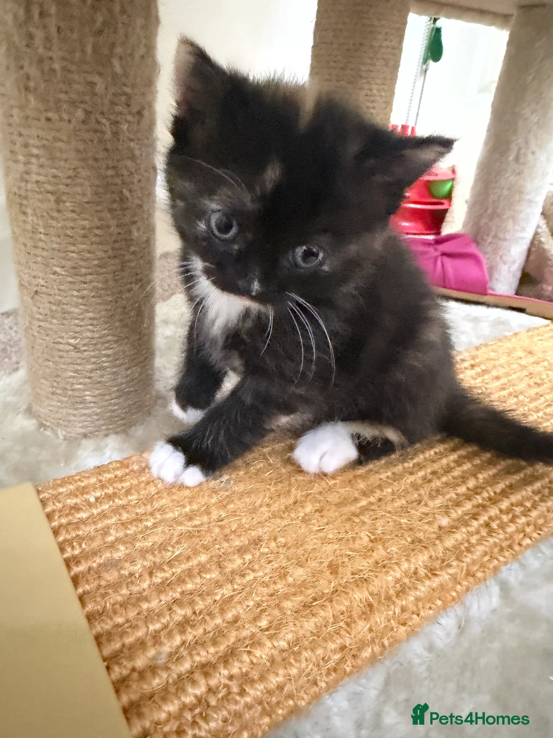 British Shorthair cats for sale: 🐾 2 Adorable Kittens Looking for Loving  Homes  - Advert 13