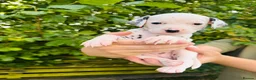 Dalmatian dogs for sale: 🖤 Ready now ONE BOY LEFT Dalmatian Puppies 🖤 - Advert 20