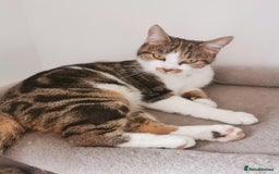 Mixed Breed cats for sale: Fluffy calico kittens - Image 2