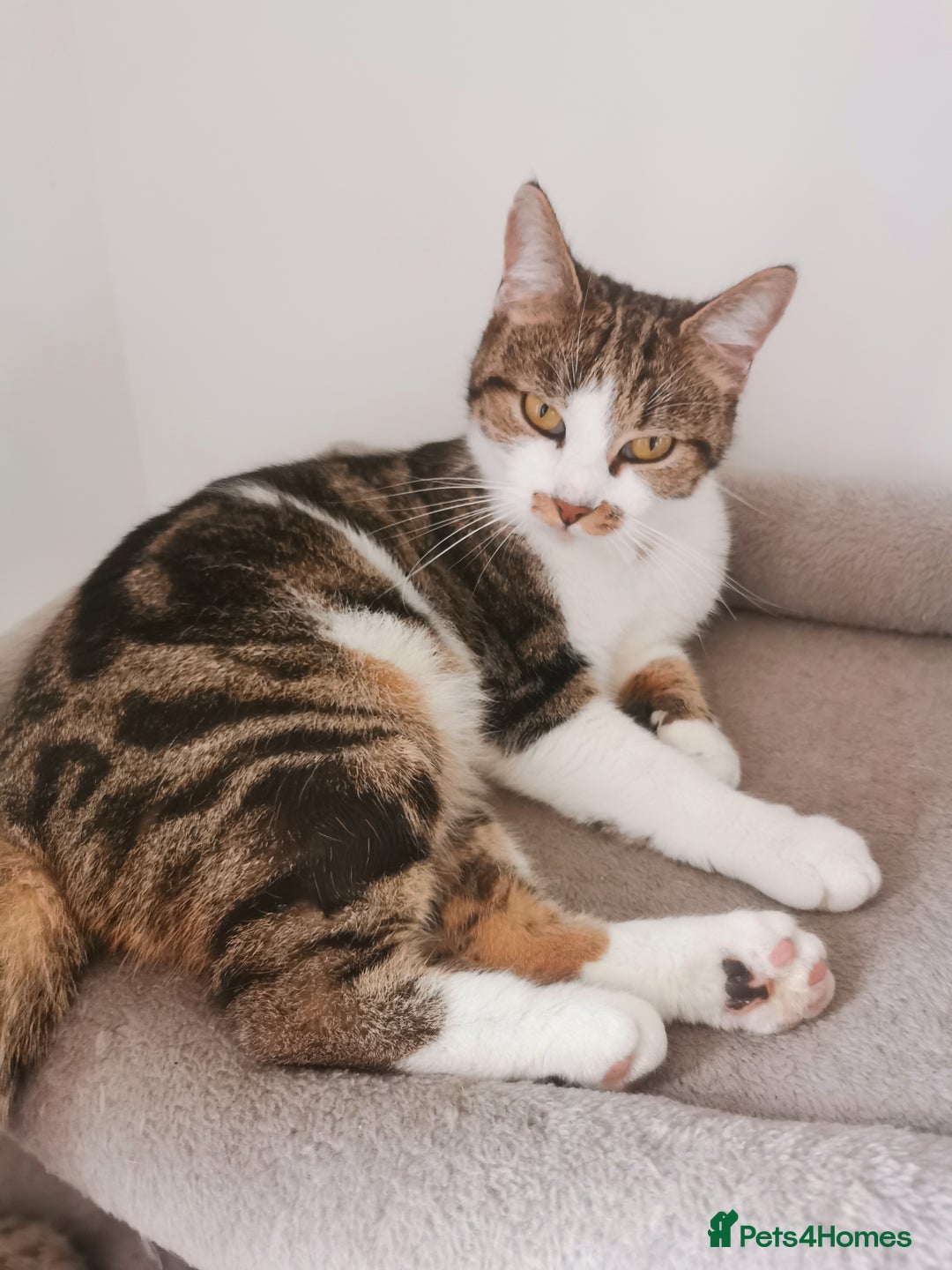 Mixed Breed cats for sale: Fluffy calico kittens - Image 2