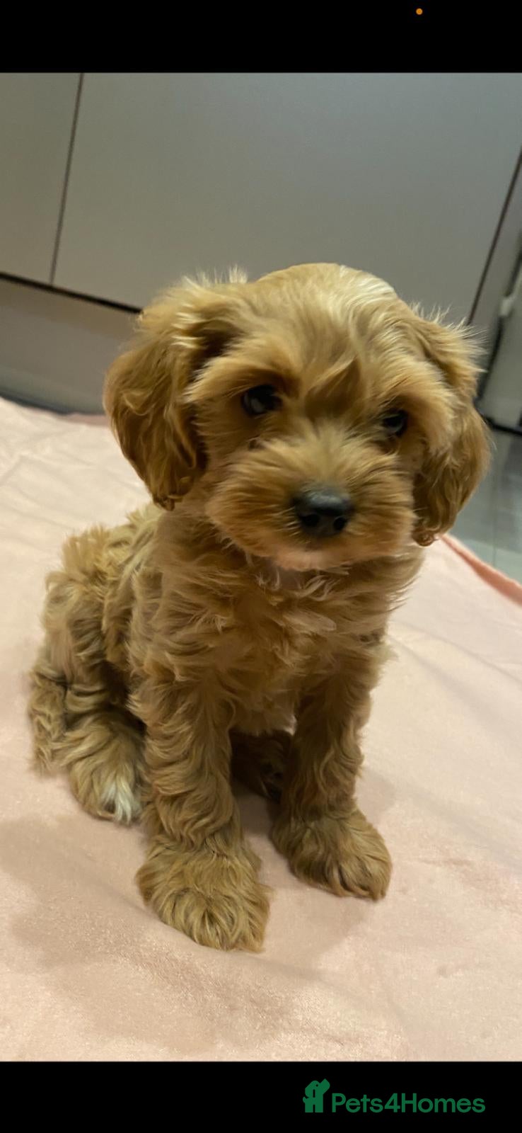 Cavapoo dogs Beautiful, Stunning litter of F1 Toy Cavapoos - Advert 1