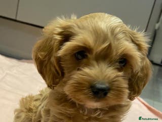 Cavapoo dogs Beautiful, Stunning litter of F1 Toy Cavapoos - Advert 4