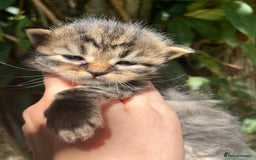 Maine Coon cats for sale: Maine coon kittens  - Image 9