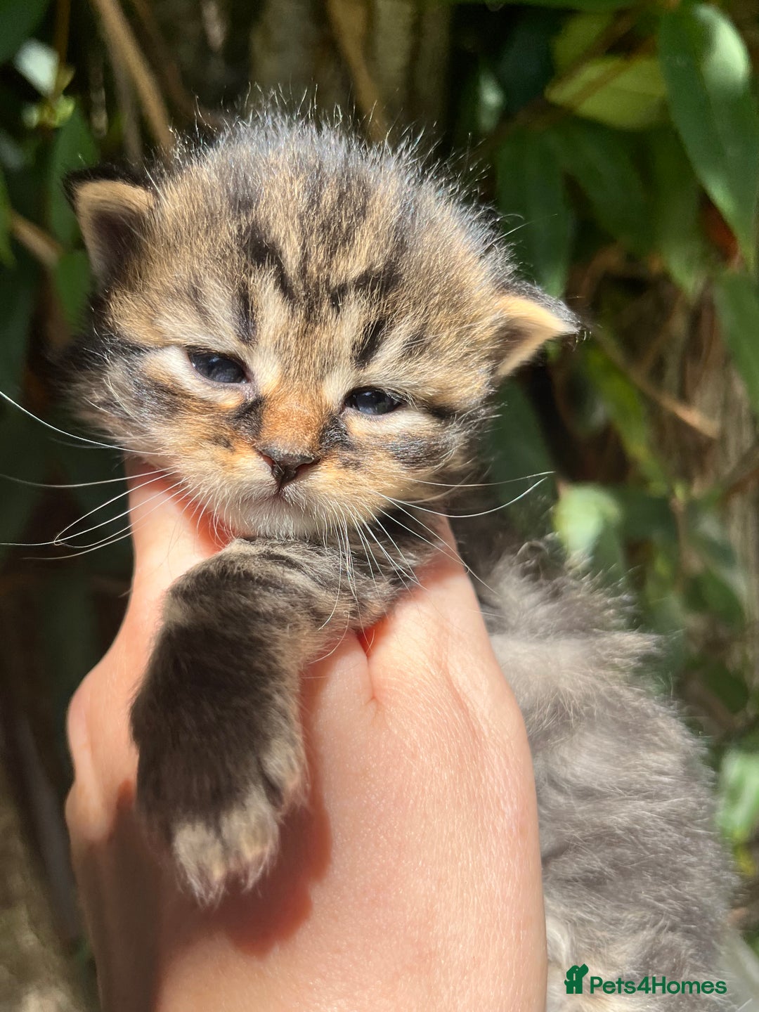 Maine Coon cats for sale: Maine coon kittens  - Image 9
