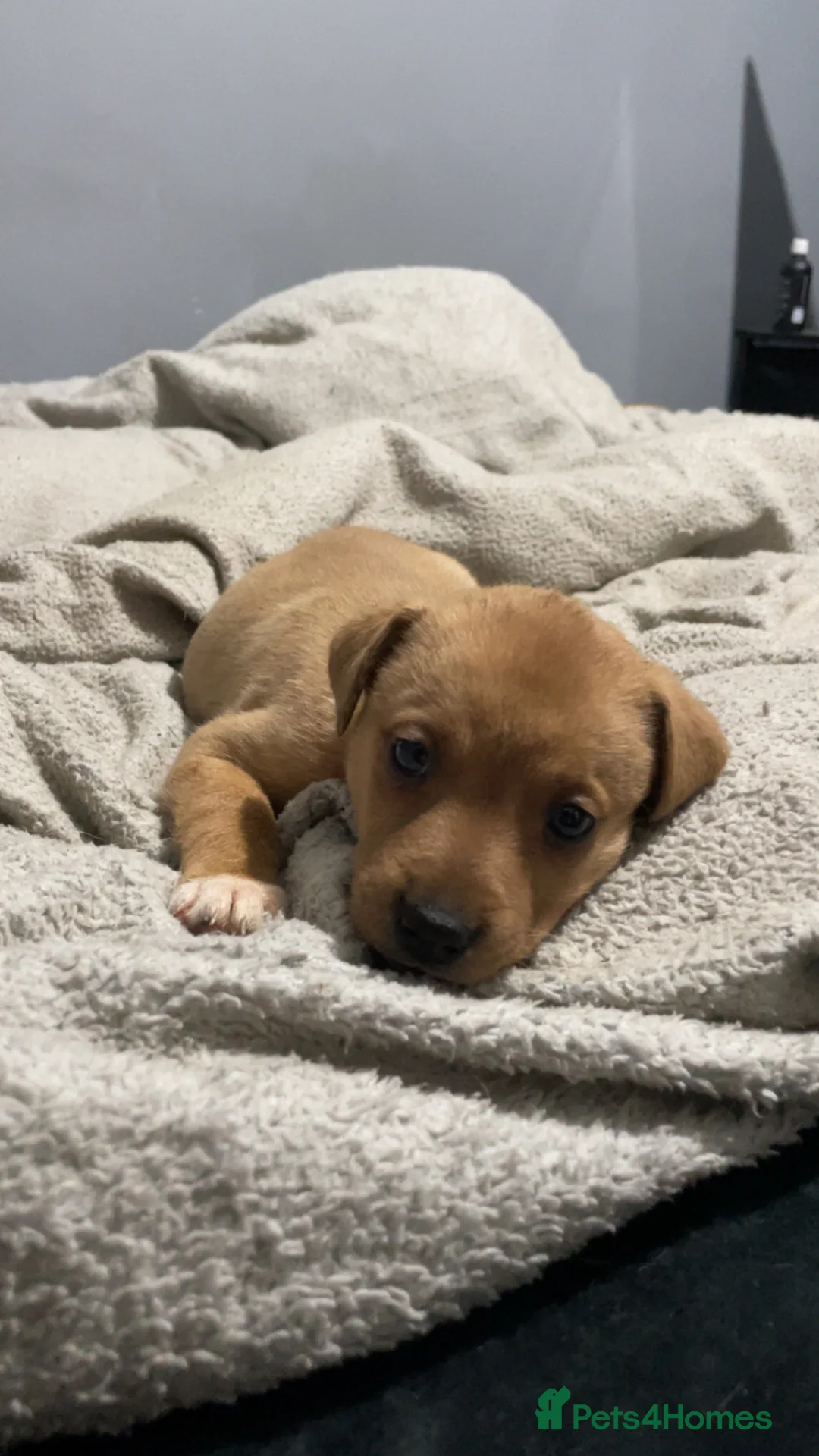 Mixed Breed dogs for sale: Rottweiler x husky puppies for sale - Advert 9