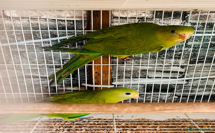 Parakeets birds - Advert 2