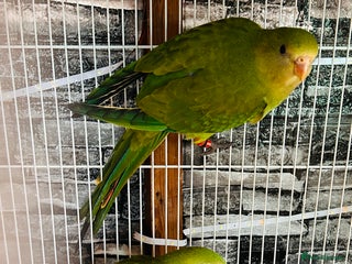 Parakeets birds - Advert 2