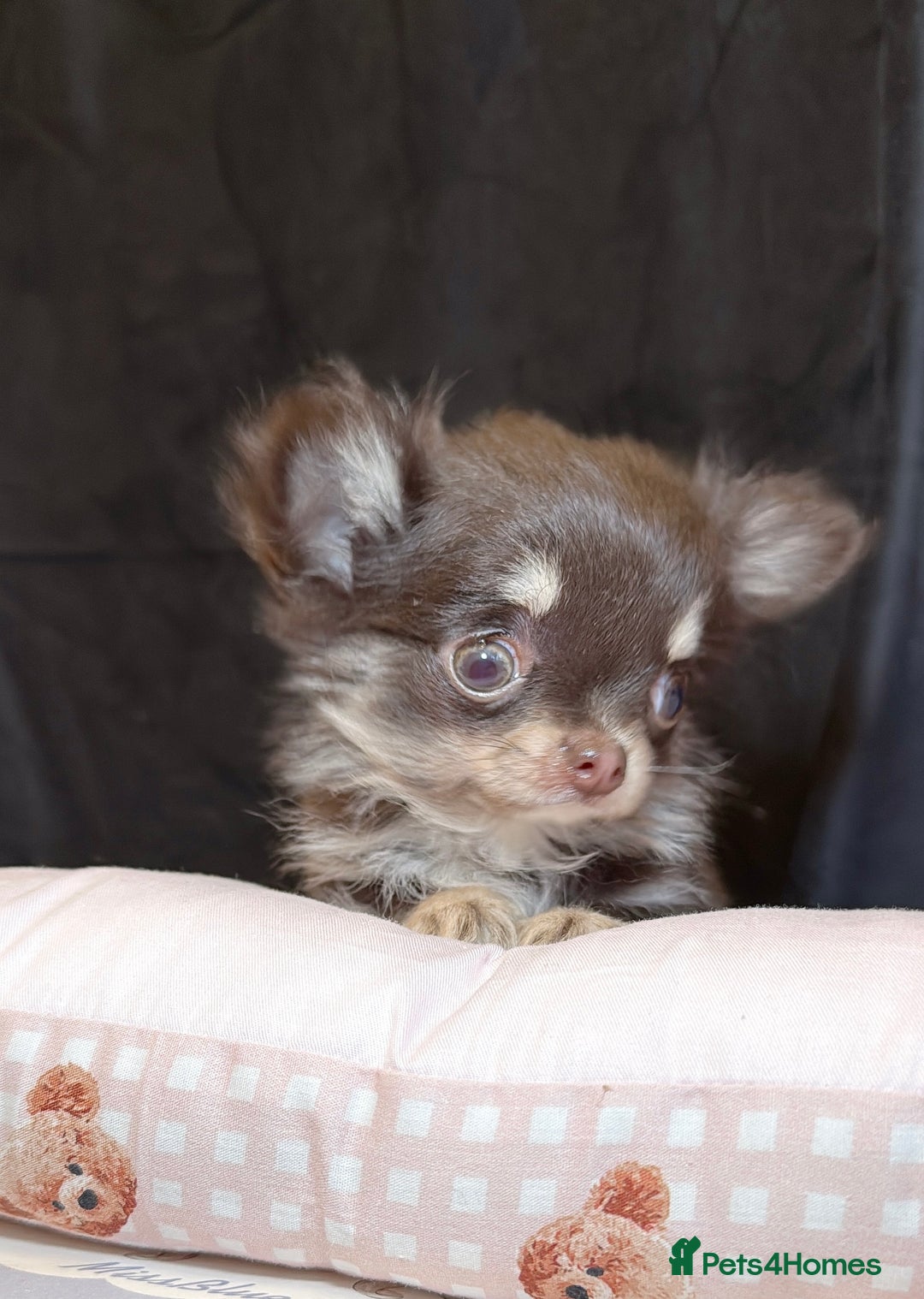 Chihuahua dogs for sale: Long haired chihuahuas - Advert 4