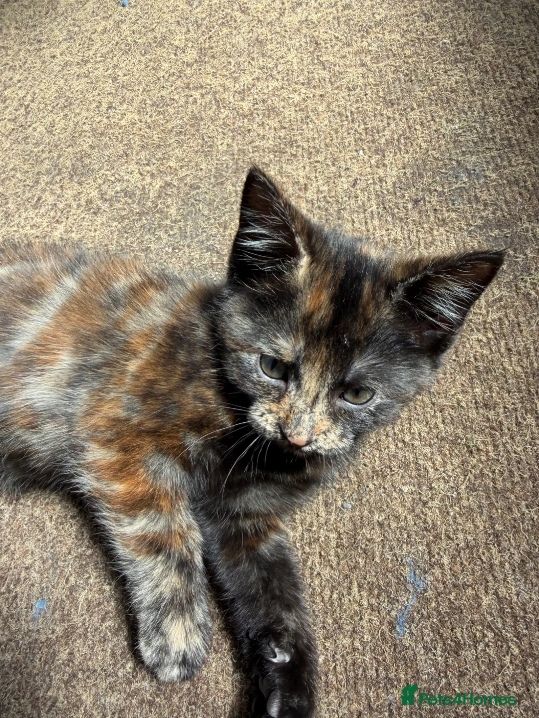 Mixed Breed cats for sale: Two adorable kittens  - Advert 1