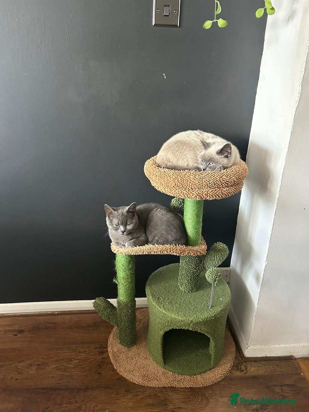 British Shorthair cats for sale: Two British short hair cats for sale - Image 10