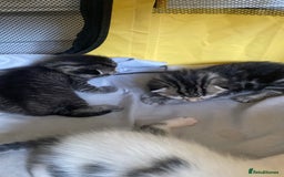 British Shorthair cats for sale: 4 kittens for sale  - Image 4