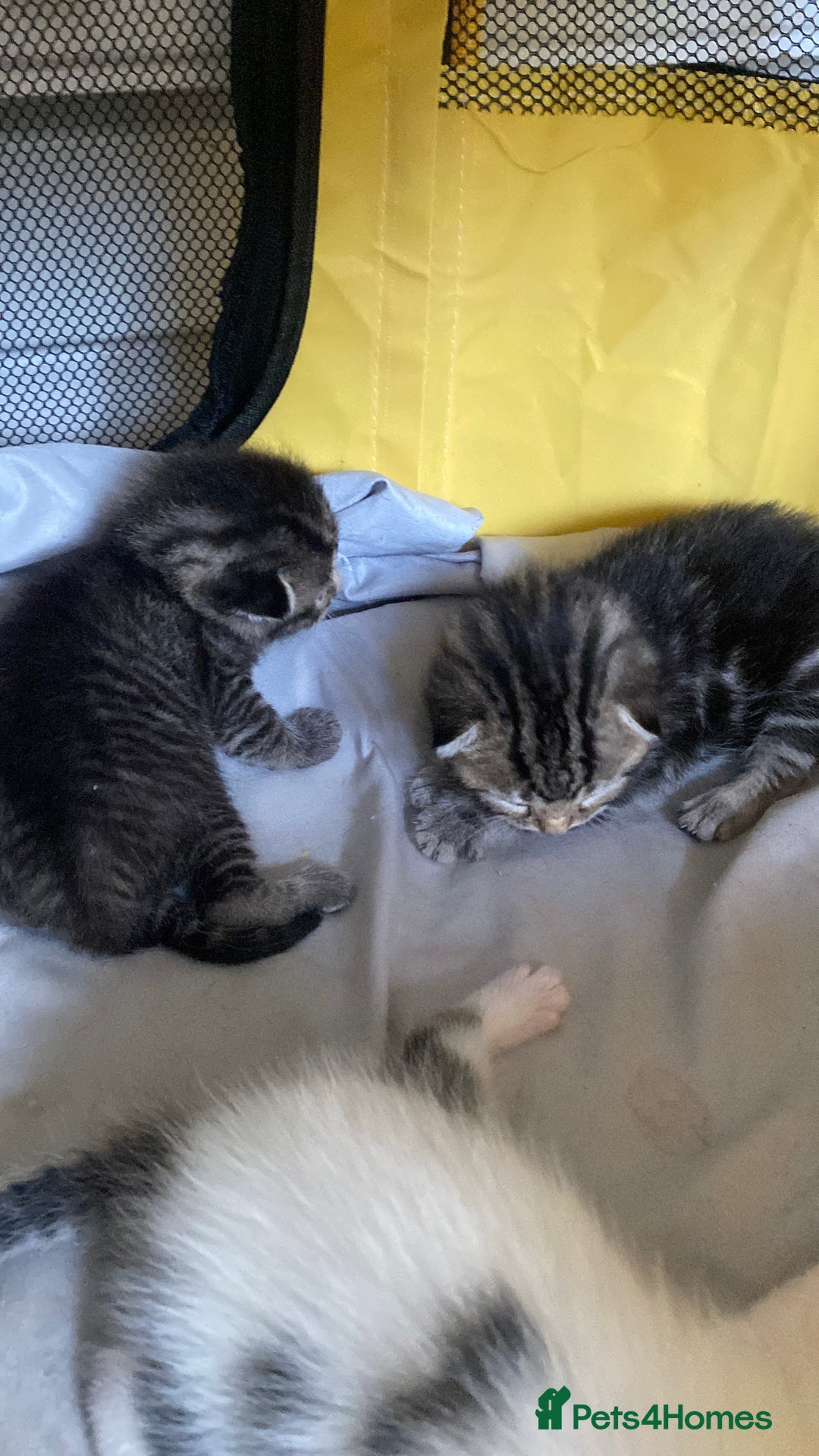British Shorthair cats for sale: 4 kittens for sale  - Image 4