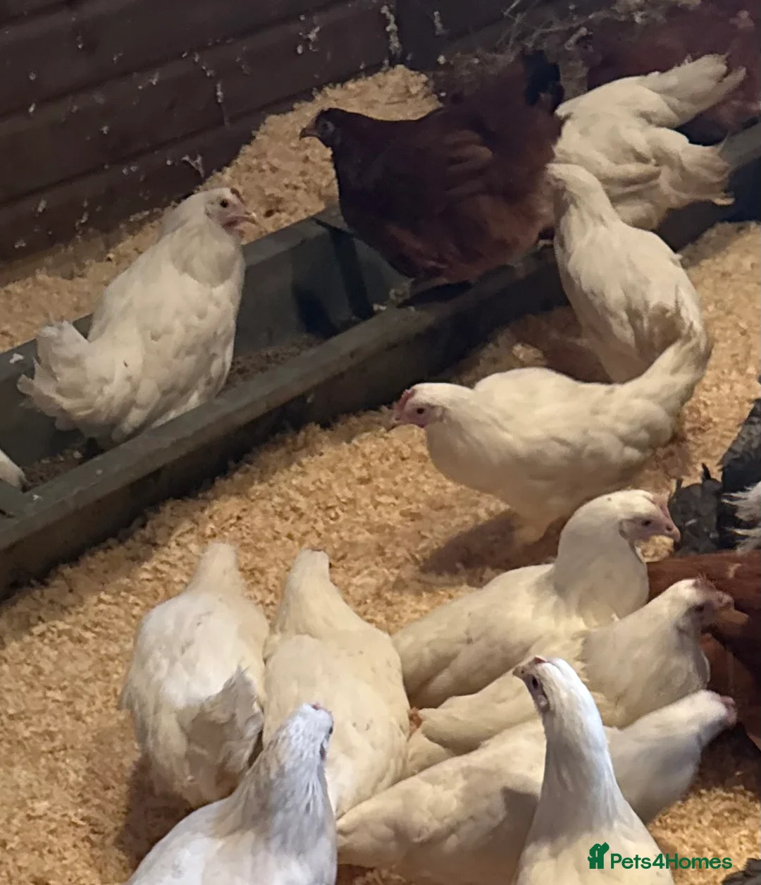 Chickens poultry for sale: POL 22 week old White Star hybrid pullets x 4 - Advert 2