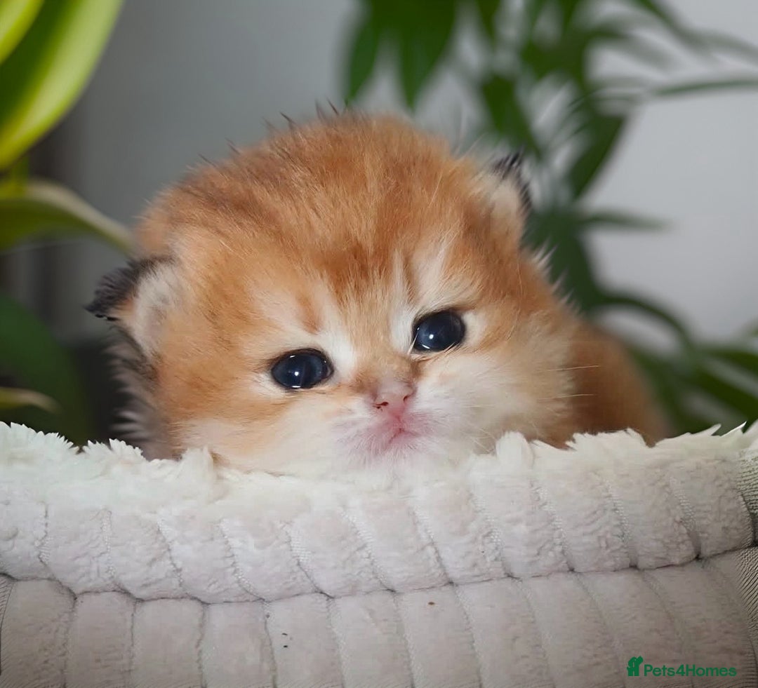 British Longhair cats for sale: 🦁EXCLUSIVE GOLDEN BRITISH LONGHAIR 🧸BABIES ✨ - Image 1