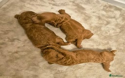 Cockapoo dogs for sale: Beautiful red f1b genuine toy cockapoos - Image 3
