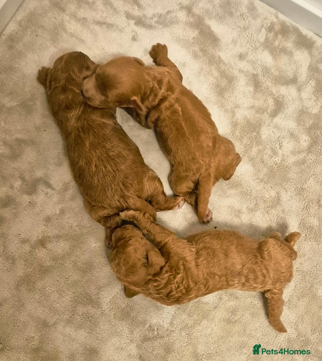 Cockapoo dogs for sale: Beautiful red f1b genuine toy cockapoos - Image 3