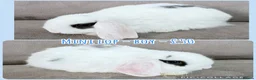 Mini Lop rabbits for sale: Mini Lop Rabbits - Advert 8