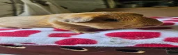 Guinea Pig rodents for sale: Beautiful baby boars - Advert 5