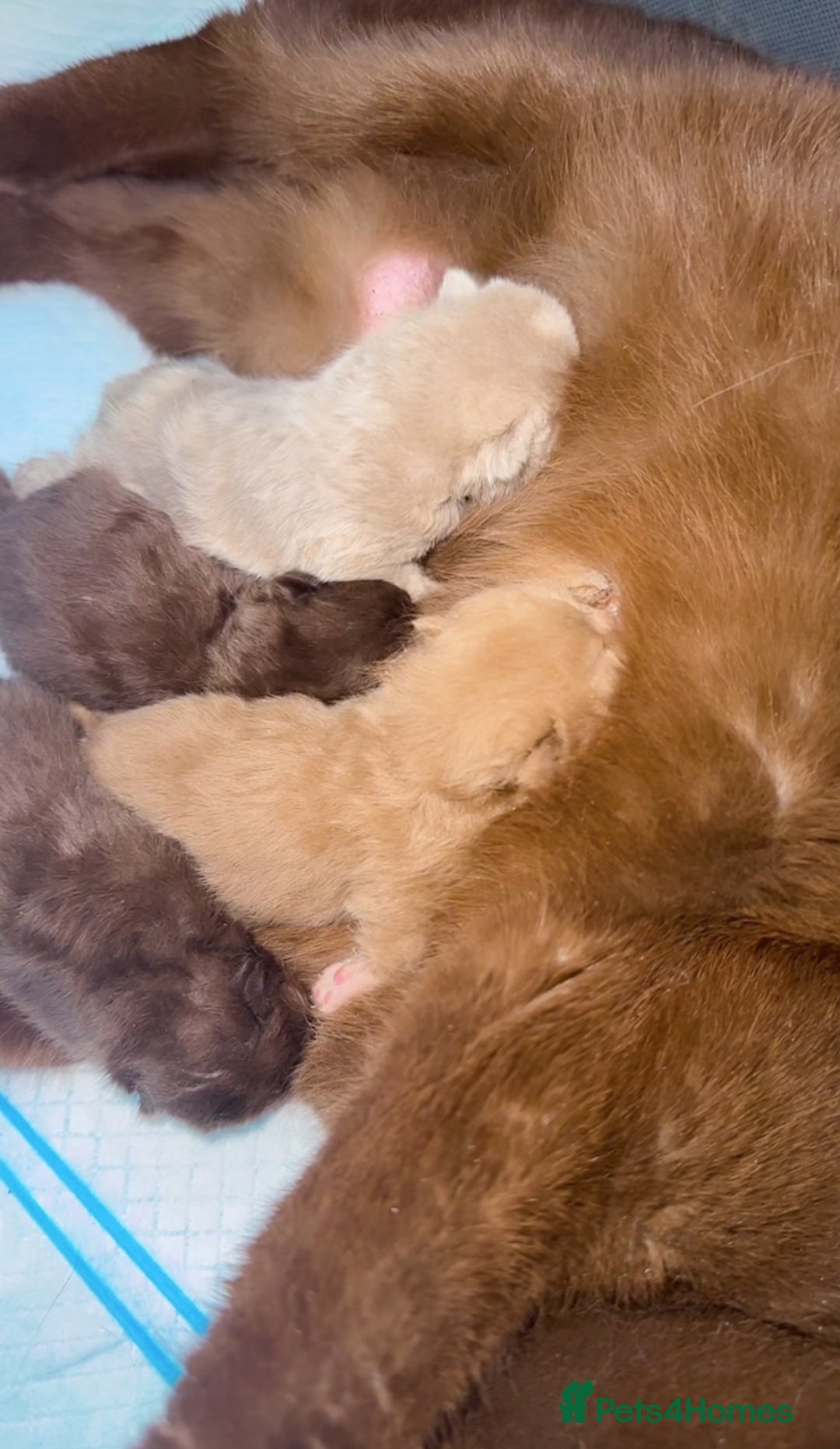 British Shorthair cats for sale: GCCF reg BS kittens true to type cinnamon  - Image 11