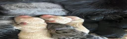 Mixed Breed dogs for sale: Coltriever puppy’s born. More info coming soon  - Advert 6
