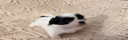 Shih Tzu dogs for sale: Beautiful Home reared Shih Tzu Puppies - Advert 29