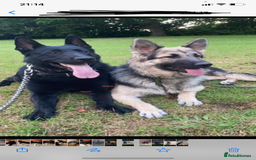 German Shepherd dogs for sale: Gorgeous German Shepherd puppies - Image 11