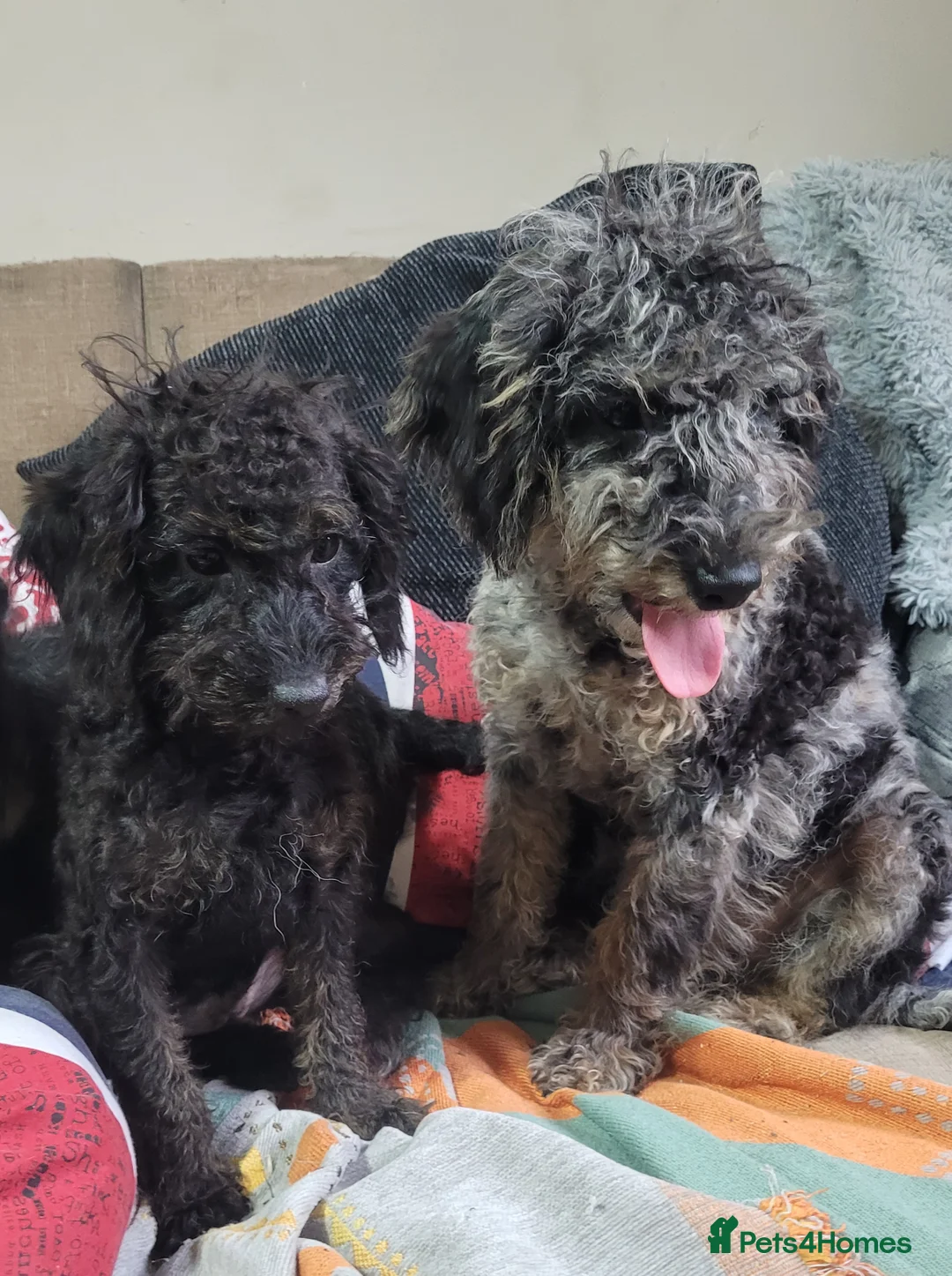 Labradoodle dogs for sale: Labradoodle puppies - Advert 23