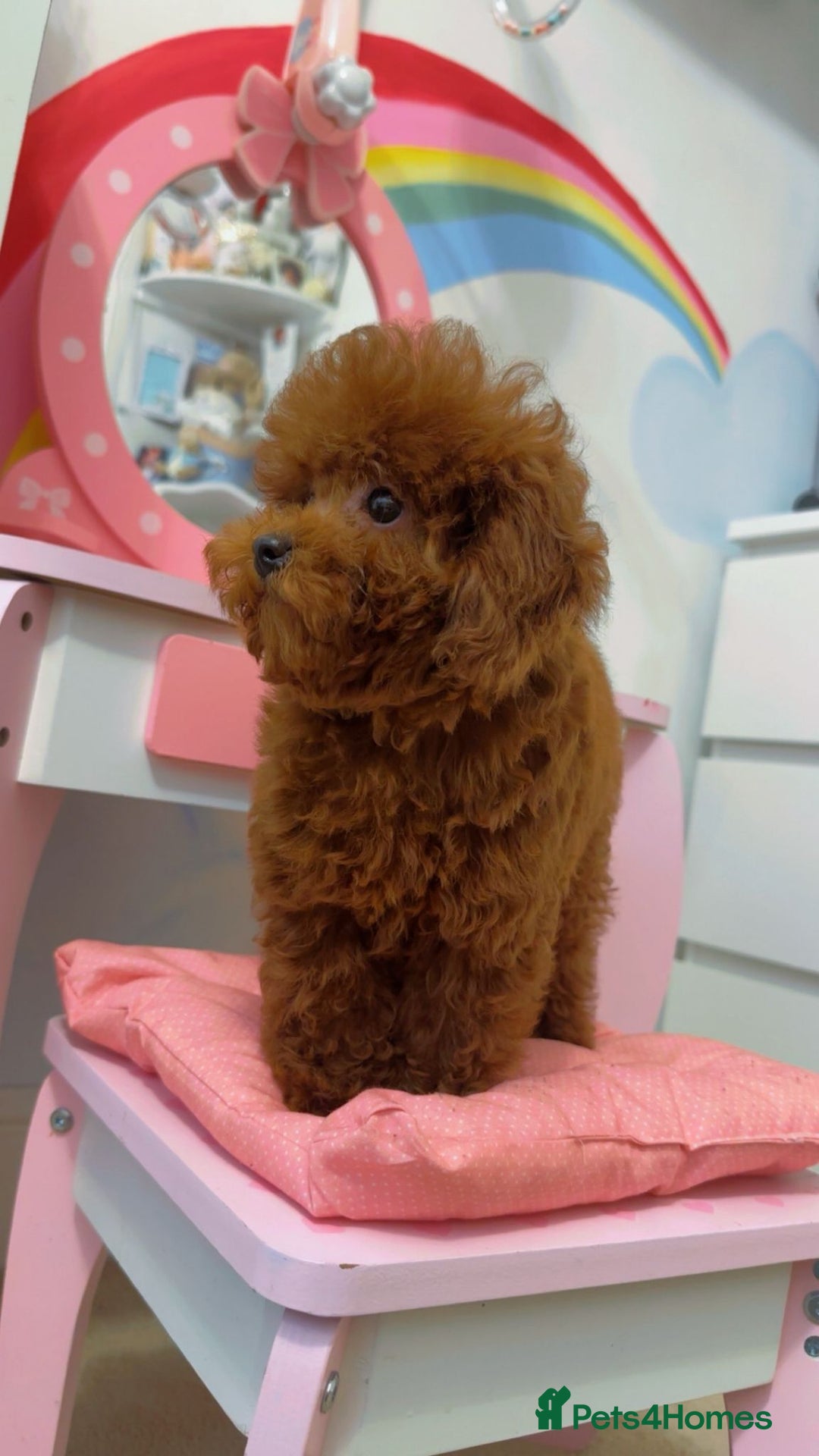 Toy Poodle dogs for sale: Asian Toy Poodle (Korean & Chineese) - Advert 3
