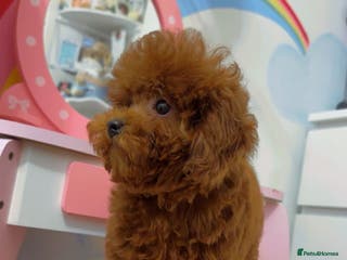 Toy Poodle dogs Asian Toy Poodle (Korean & Chineese) - Advert 13